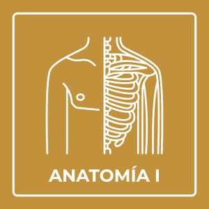 Material didáctico - Anatomía I